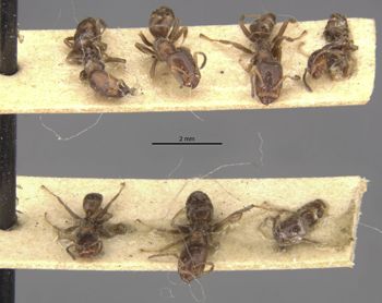 Media type: image;   Entomology 21341 Aspect: habitus lateral view
